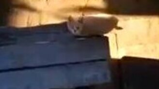 Непростой путь кота домой - смотреть видео (0:24)