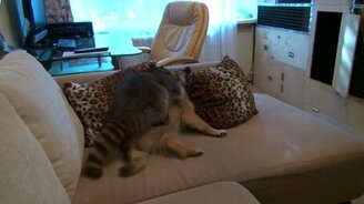 Битва енота и собаки - смотреть видео (4:09)