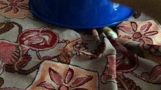 Котёнок под тазиком - смотреть видео (1:07)