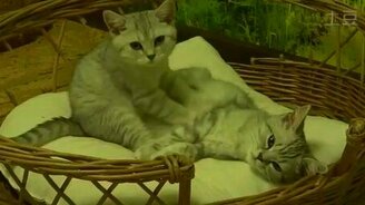 Кошачьи массажные нежности - смотреть видео (2:59)