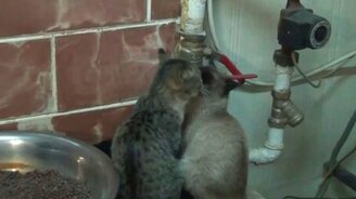 Кошачья прелюдия во время самогоноварения - смотреть видео (2:20)