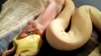 Змея глотает крысу - смотреть видео (1:36)