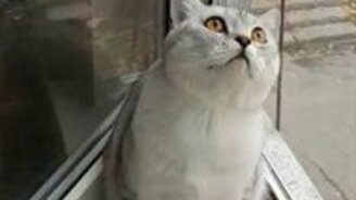 Зачарованный котяра - смотреть видео (0:45)