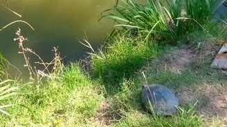 Эпичный черепаший прыжок - смотреть видео (0:24)