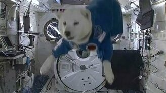 Пёс на космическом корабле - смотреть видео (3:37)