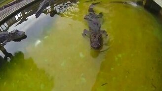 Аллигатор атакует камеру - смотреть видео (0:13)