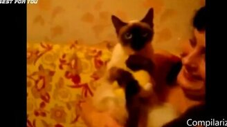 Большая подборка кошачьих курьёзов - смотреть видео (14:15)