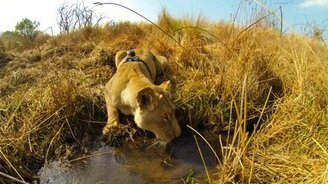 Львиная охота от первого лица - смотреть видео (4:36)