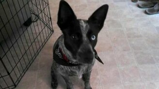 Собачья преданность как она есть - смотреть видео (0:38)