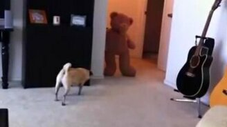 Напугали собаку - получите награду - смотреть видео (0:50)