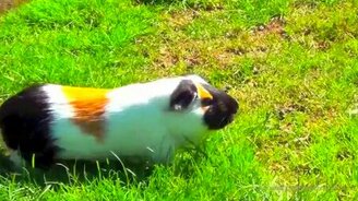 Забавная морская свинка - смотреть видео (1:01)