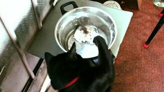 Котяра против горячей рыбы - смотреть видео (1:57)