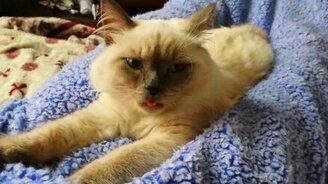 Кот и его язычок - смотреть видео (1:01)