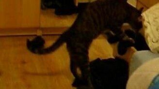 Кот за работой - смотреть видео (0:41)