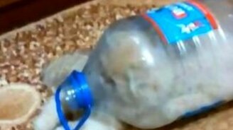 Лучшая ловушка для кошки - смотреть видео (0:40)