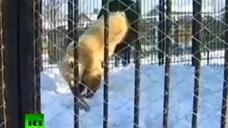 Настоящий сибирский медведь - смотреть видео (1:04)