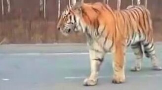 Встреча с тигром на дороге - смотреть видео (3:07)