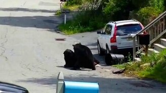 Жёсткая драка двух медведей - смотреть видео (6:26)