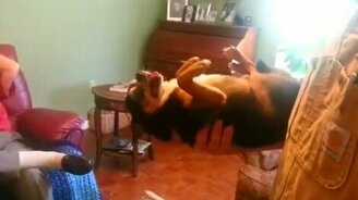 Главное - вовремя притвориться трупом! - смотреть видео (1:33)