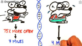 Почему мы ленимся? - смотреть видео (2:16)