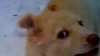 Щенок со смешными ушками - смотреть видео (0:29)