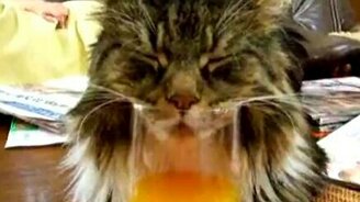 Сон в стакане - смотреть видео (0:55)