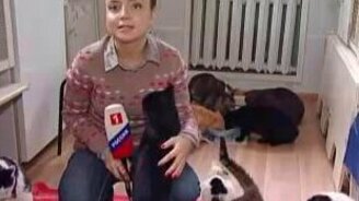 Кот-ласкун срывает репортаж - смотреть видео (1:34)