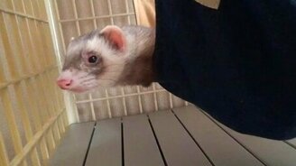 Как сопит хорёк во время сна - смотреть видео (1:30)