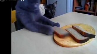 Серый наглый котяра пытается украсть хлеб - смотреть видео (0:46)