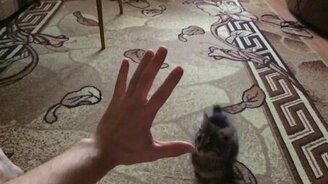 Осторожно, кот атакует! - смотреть видео (0:44)