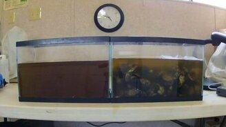 Как устрицы очищают воду - смотреть видео (1:00)