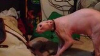 Лысый котяра против своего страшного хозяина - смотреть видео (0:38)