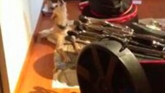 Собачий блюз - смотреть видео (0:19)