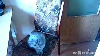 Послушный кот закрывает дверь - смотреть видео (0:32)