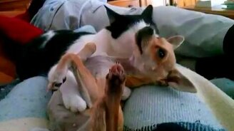 Как кошка с собакой - смотреть видео (0:50)