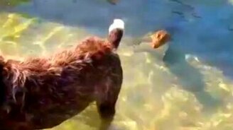 Собака против крокодильчика - смотреть видео (0:50)