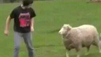 Парень дразнит баранов - смотреть видео (1:06)