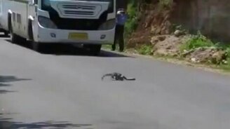 Кобра против мангуста - смотреть видео (1:14)