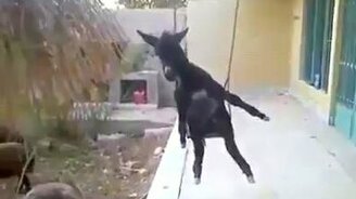 Одинокий ослик - смотреть видео (0:20)