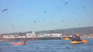 Кит чуть не сожрал сёрфингистку - смотреть видео (0:39)