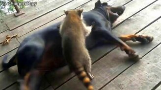 Назойливый енот и добрый пёс - смотреть видео (0:49)