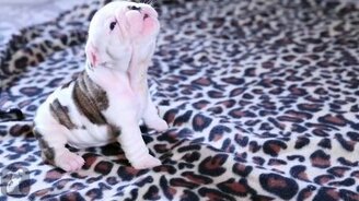 Трогательный бульдожик - смотреть видео (0:47)