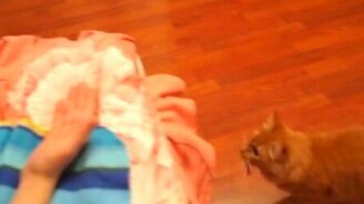 Рыжий дрессированный котик - смотреть видео (0:47)