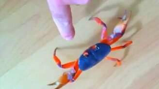 С крабом не шути! - смотреть видео (0:21)