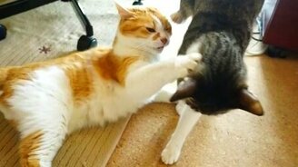 Кошачье самбо - смотреть видео (0:50)