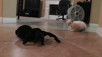 Котёнок против гигантского паука - смотреть видео (1:37)