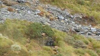 Игра: найди козла - смотреть видео (0:33)