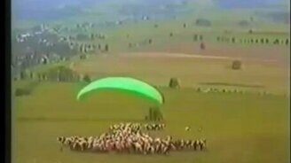 Парапланерист стартовал в коровье стадо - смотреть видео (0:38)