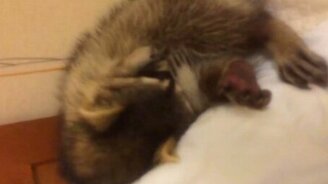 Енот дремлет - смотреть видео (0:32)