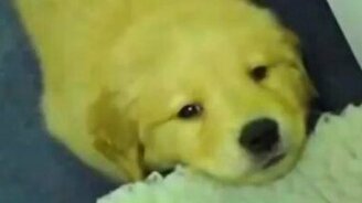 Как икают разные животные - смотреть видео (1:13)